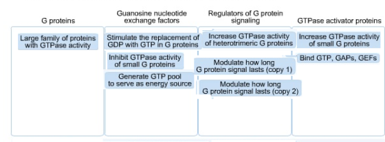 Guanosine nucleotide Reulators of G protein G proteins exchange factors signaling GTPase activator proteins Stimulate the rep