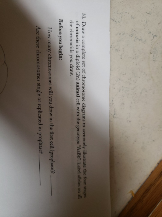 10. Draw a complete set of chromosome diagrams to accurately wustrate the sou of mitosis in a diploid (2n) animal cell with t