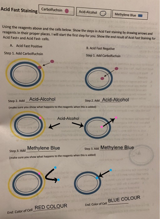 Acid Fast Staining Carbolfuchsin Acid-Alcohol Q Methylene Blue Using the reagents above and the cells below. Show the steps i
