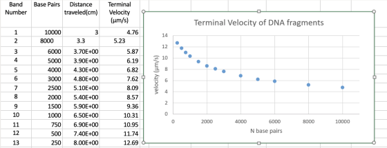 Base Pairs Band Number Distance traveled(cm) Terminal Velocity (um/s) 4.76 5.23 Terminal Velocity of DNA fragments 3 10000 80