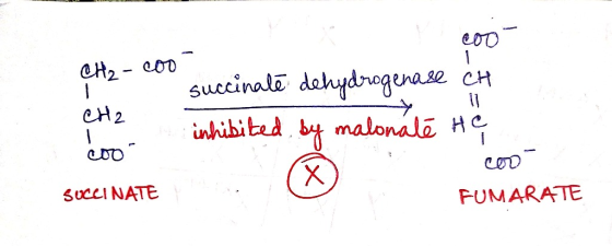 CH₂ - coo coo succinate dehydrogenase CH inhibited by malonate He CH2 c00 con SOCCINATE FUMARATE