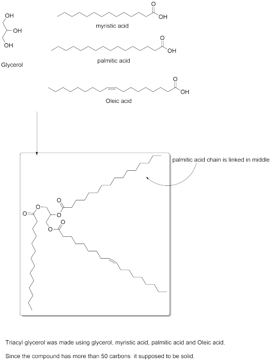 ОН myristic acid LOH OH palmitic acid Glycerol Oleic acid palmitic acid chain is linked in middle Triacyl glycerol was made u