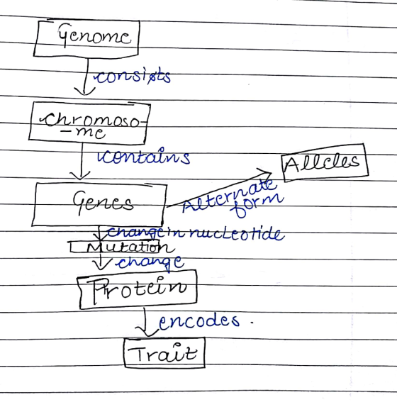 Genome Fconsists tchromosof I contains llcles Alternate Strom Tchangeturucteotide SProtein | encodes : Fraiz
