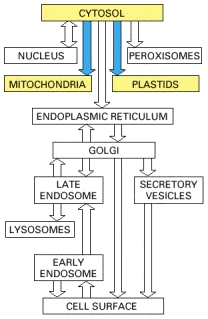 CYTOSOL NUCLEUS PEROXISOMES MITOCHONDRIA PLASTIDS ENDOPLASMIC RETICULUM GOLGI LATE ENDOSOME SECRETORY VESICLES LYSOSOMES EARL