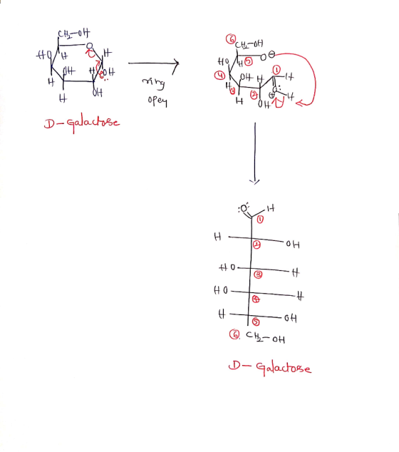 애 뿌에 to do NH # 파 ring 해 - opey D-Galactose - 10H 10② - 401 - ④. CAL H D Galactorse