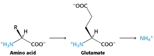 oOC HN COO HyN COO Amino acid Glutamate