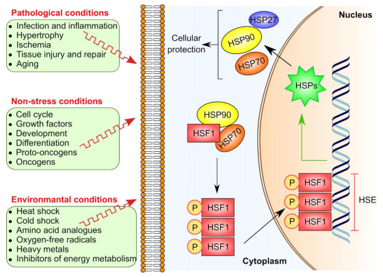 Image result for mechanics for dysregulation of molecular chaperone