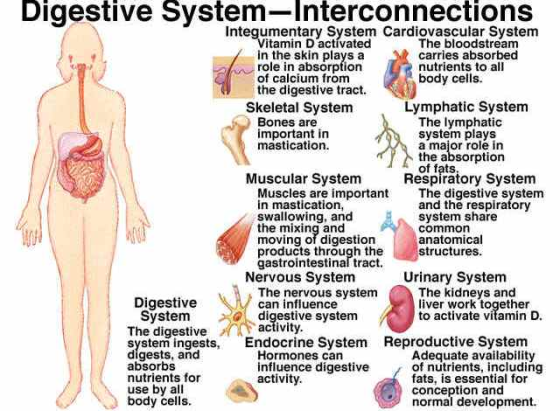 Digestive System-lnterconnections Intequmentary System Cardiovascular System The bloodstream carries absorbed nutrients to al