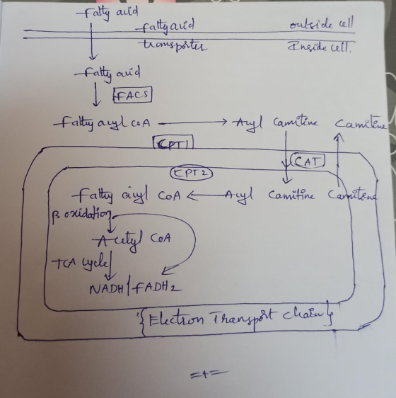 outside cell Inside cell, fatty aud falty and transporter fatty and I FACS Falty arylcoA - Augl canet Augl canetine canetine