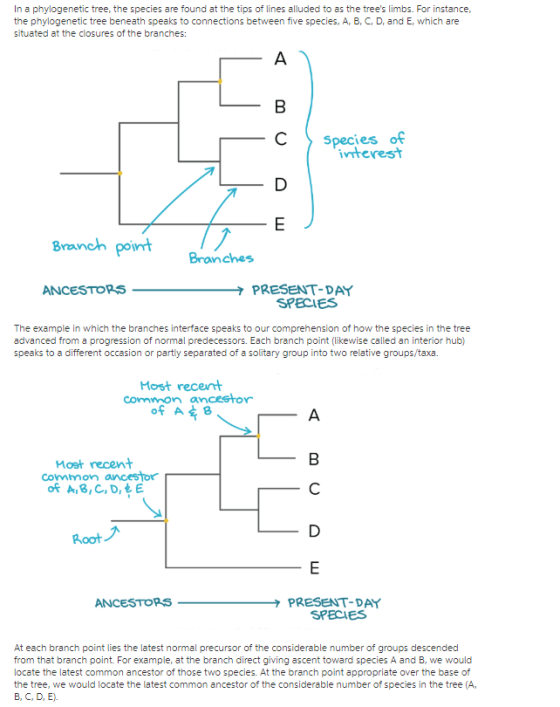 In a phylogenetic tree, the species are found at the tips of lines alluded to as the trees limbs. For instance, the phylogenetic tree beneath speaks to connections between five species, A, B, C, D, and E, which are situated at the closures of the branches: C Species of ivterest Banch pot Branches ANCESTOPS PRESENT-DAY SPECIES The example in which the branches interface speaks to our comprehension of how the species in the tree advanced from a progression of normal predecessors. Each branch point (likewise called an interior hub) speaks to a different occasion or partly separated of a solitary group into two relative groups/taxa. Most recent of A 8 Most recent Common ancestor oF A8, C,D, E oot ANCESTOPSPRESENT-DAY SPECIES At each branch point lies the latest normal precursor of the considerable number of groups d from that branch point. For example, at the branch direct giving ascent toward species A and B, we would locate the latest common ancestor of those two species. At the branch point appropriate over the base of the tree, we would locate the latest common ancestor of the considerable number of species in the tree (A, B, C, D, E).