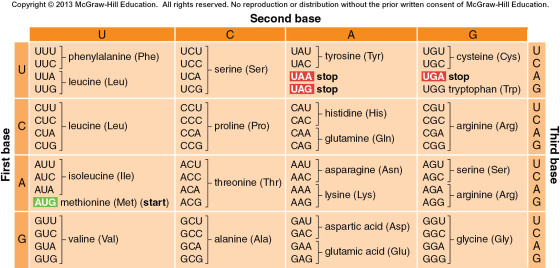 Genetic Code Grid - Contact your instructor for an accessible version if needed