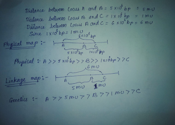 be = 5m.u Distance between Locus A and B = 5x100 Distance between Locus B and C = 1x 18 bp = imu Distance between Locus A and