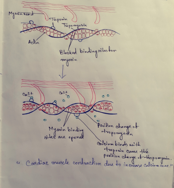 Myoma head Troponin Tropomyosin Achin Blocked binding sites for myonin Ca 2t Myanin binding Porition change of tropomyoran si