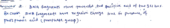 Answer 2. DNA fragnents move towards the positive end of the gel box. Because DNA fragments have negative charge due to prese