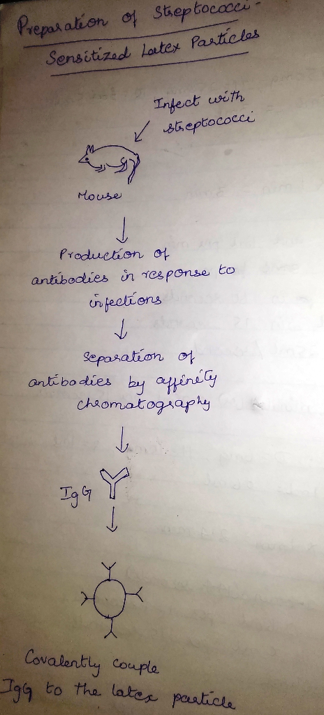 Preparation of Streptococa- Sensitized Latex Particles Infect with Steptococce 2, House Production of antibodies in response