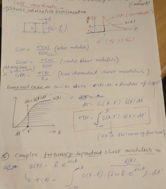 cell visco elastic Stress relaxation Experimentis (contrast) JA (viscoelastic) E(+) d Eo A o t ( To >>Too) (At Clo) TO (glass