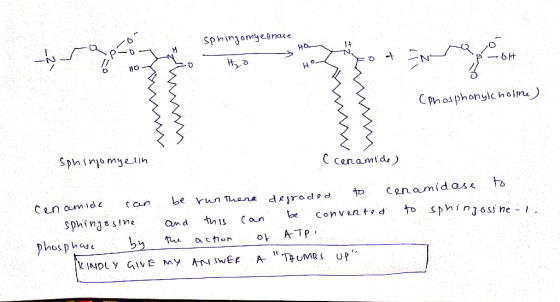 sphingomyelinase - sa po SHQ ot HO w w (phosphonylcholine) w Sphinjomyelin (cenamide) cenamide can be runthene degraded to ce