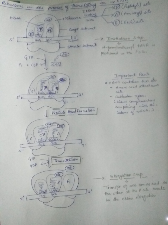 Rebosome Dosome in the process ERNA - process of translating en mRNA 3ERNA (Peptidyl) siti > > Ribosome birding ② ( Aminacyl)