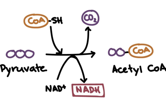 COA-SH CO. 000 to Pyruvate NAD NADH 00-COA Acetyl coa