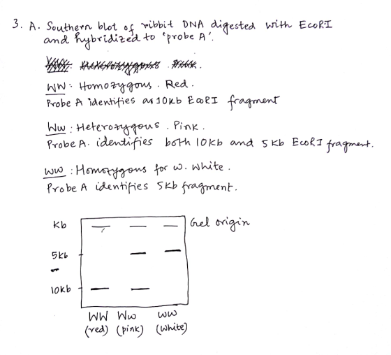 5. A. Southern blot of ribbit DNA digested with EcoRT tbridized to probe A and you Red Probe A identfies as1oKb Eoki fragmen