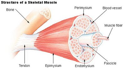 Structure of a Skeletal Muscle Perimysium Blood vessel Bone Muscle fiber Fascicle Tendon Epimysium Endomysium
