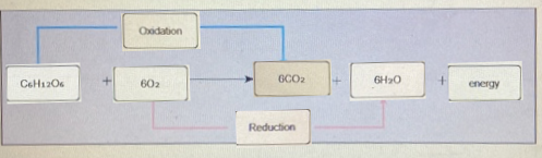 Oodation GCO2 C6H12O6 602 6H2O energy Reduction