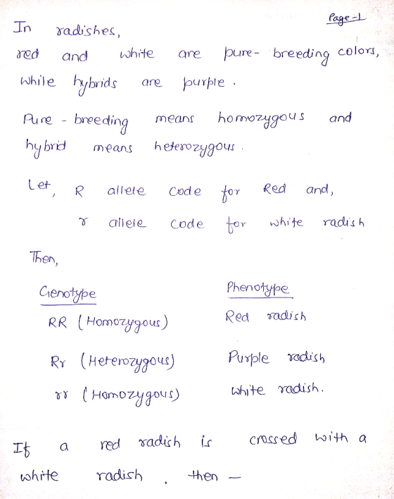 page-L In radishes, red and white while hybrids are are pure- breeding colors, purple. Pune - breeding means homozygous and h