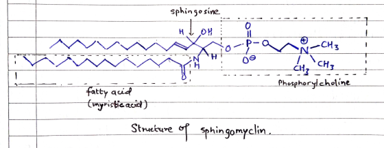 sphingosine OH CH3 / CH3 Phespherylcholine fatty acid (wyristic acit) oT phin gomyclin Struekure