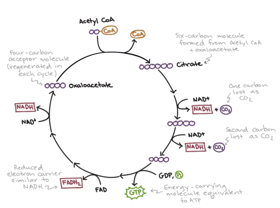 Acetyl CoA oo-CoA Six-carbon molecule formed from acetyl COA + oxaloacetate O 0000 Citrate Four-carbon acceptor molecule (reg