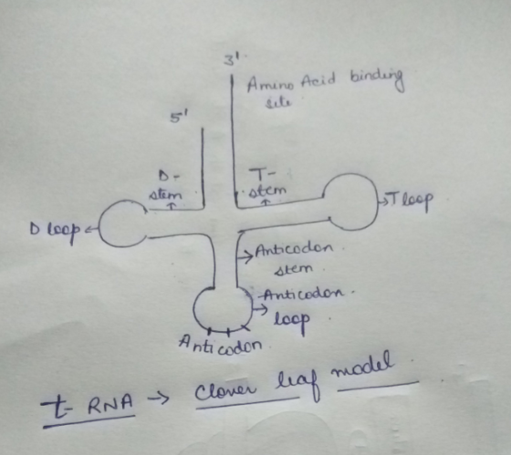 Amino Acid binding T- l.stem stem T loop D loop Anticodon slem Anticodon. Antic loop t-RNA Clover leaf model
