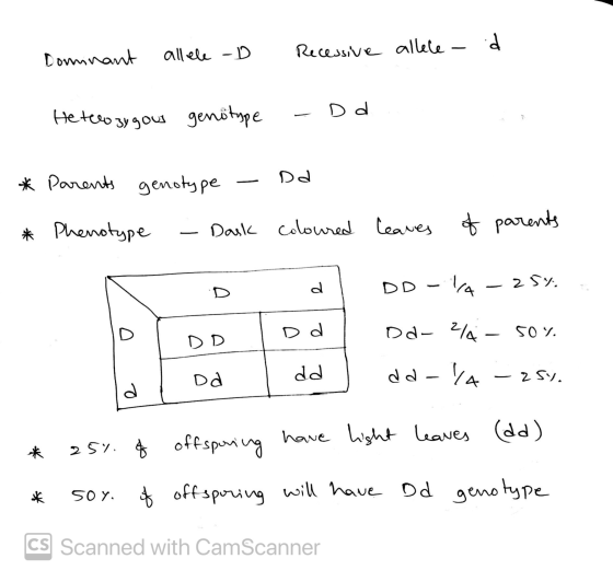 Donnnant allele -D Recessive alleled D d Heterozygous genotype * Parents genotype Dd * Phenotype - Dark coloured leaves of pa