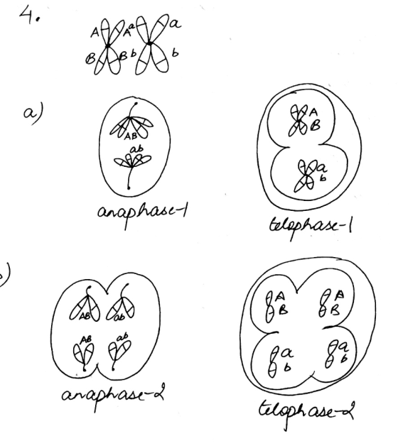anaphaset anaphased telophased