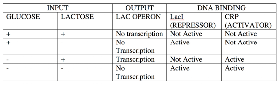 INPUT LACTOSE GLUCOSE + OUTPUT DNA BINDING LAC OPERON Laci CRP (REPRESSOR) | (ACTIVATOR) No transcription Not Active Not Acti