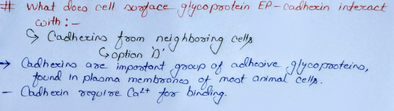 What doe/) cell No,otage. (glycoprotein EP-cadherin interact coith: oin Cell opton h Jco pooter coive und in plaoma membsone
