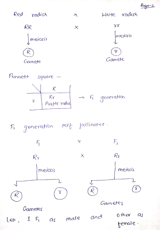 Page 2 Red radish White radish RR ४४ mejosis meiosis (o Gamete Gamete Punnett square – Ro 1 Purple radi > Fi generation F gen