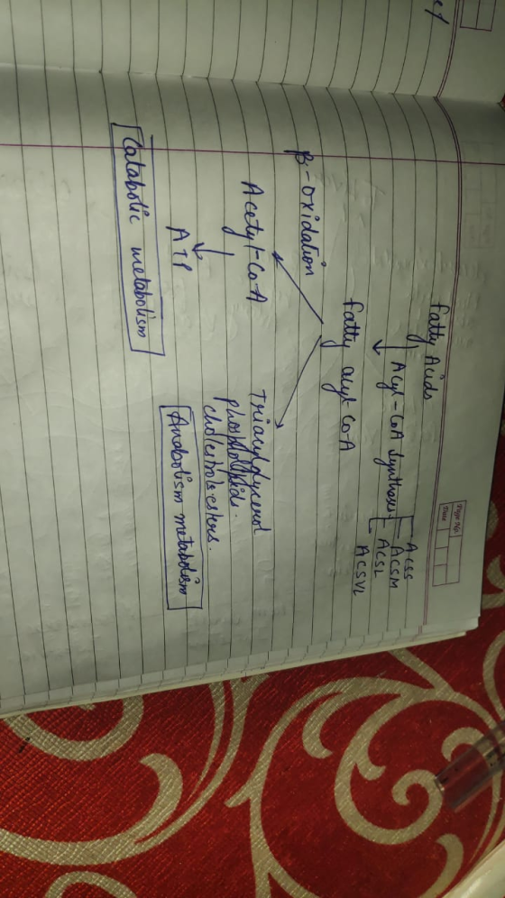 Page No. Date fatty Acids Acyl-CoA Leyntheses ALS Aces ACSM ACSL ACSVL fatty acylco A oxidation ß Acetyl-CoA Triacyldycerol c