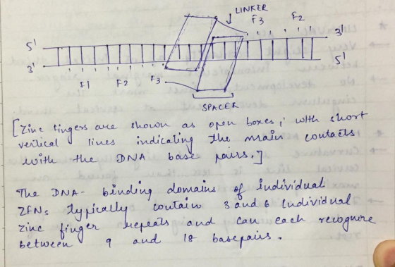 LINKER F2 f3 2 1 1 F3 F 2 f SPACER ONu boxes wltth ort main houon aure as indiating veilical iues Louta Els withthe b cse DN