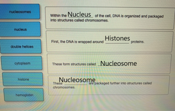 nucleosomes Within the Nucleus of the cell, DNA is organized and packaged into structures called chromosomes. nucleus Histone
