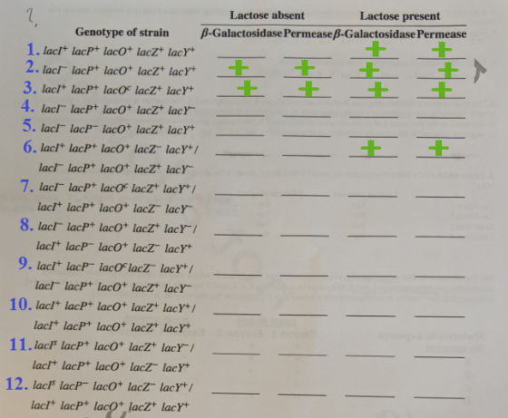 7 Lactose absent Lactose present Genotype of strain B-Galactosidase Permease B-Galactosidase Permease 1. lact+ lacpt lacO+ la