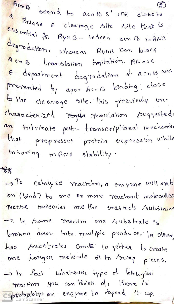 Am B bound a Roase E degradation, where as RyR13 1 B was IB bound to an B SUPR close to anase e clearage site site that is s