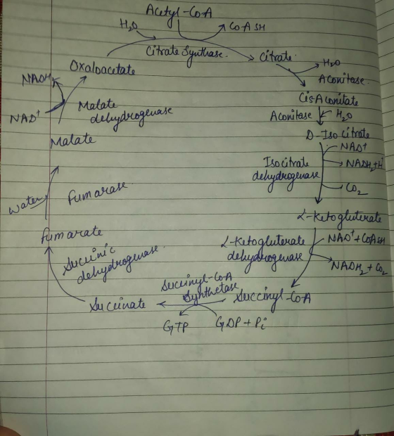Acetyl-CoA ICO ASH Citrate Syuthase » Citrate Oxaloacetate Ho Aconitase MASHA Cis Aconitate Malate NAST delydrogenase Matate