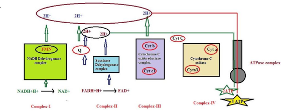 2H+ 2H+ H+ Cyt Cvt b FMN Cyt Cvtochrome C oxidoreductase complex NADH Dehvdrogenase Cvtochrome C oxidase Succinate Dehydrogen