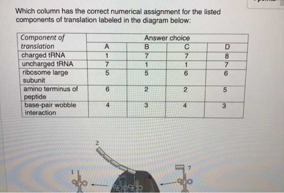 Which column has the correct numerical assignment for the listed components of translation labeled in the diagram below: Answ