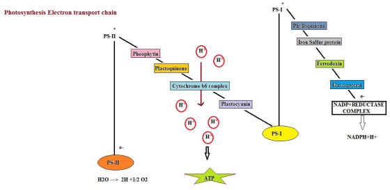 PS-I Photosynthesis Electron transport chain Phylloquinone PS-II Iron Sulfur protein Pheophytin Ferrodoxin Plastoquinone Cyto