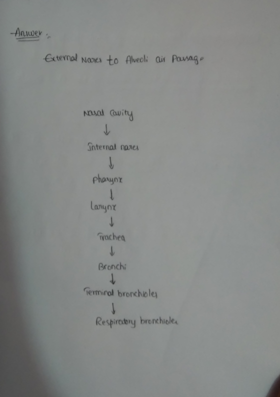 Answers External Nares to Alveoli air Passage Nasal Cavity Internal nares Pharynx larynx Trachea Bronchi Terminal bronchioles
