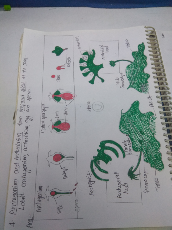 4. Archegonium and Anthevidům from prepared slides of the moss. Lobel crochegonim, anthe ridum, egg and sperm. Ans- Archegoni