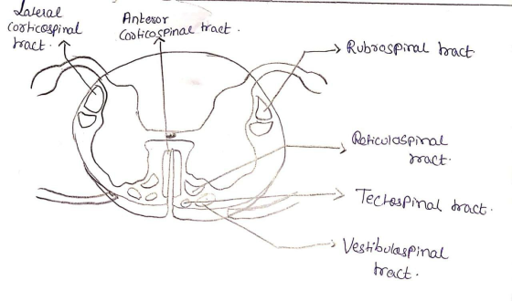 Anteror Lateral corticospinal hact.. Costicospinae tract. - Rubrospinal bact Reticulospinal pract: --> Tecrospinal tract. - V