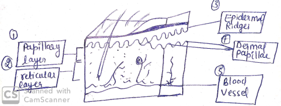 Epiderman Ridges Pepito Demal papillele 7 @Llalley Blood reliaan I layer Icsscanned with CamScanner vessel
