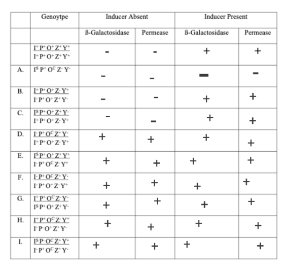 Genoytpe Inducer Absent Inducer Present B-Galactosidase Permease B-Galactosidase Permease I POZY IP-O-ZY SPOCZY I B. I+P+O-Z