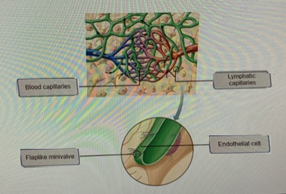 Lymphatic capilanes Blood capillaries Endothelial cell Flaplike minivalve